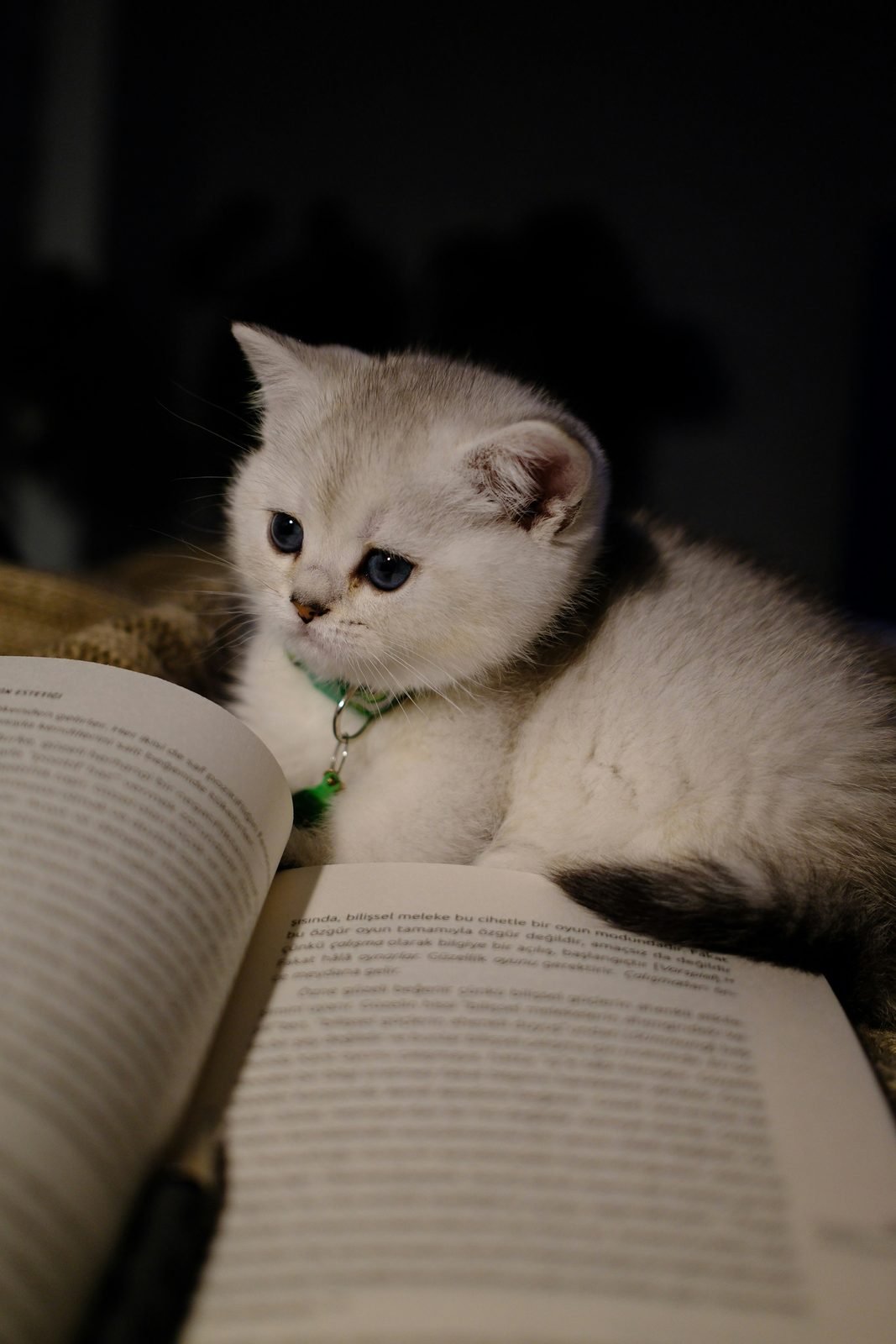 Chaton blanc aux yeux bleus derrière un livre ouvert, dans la pénombre