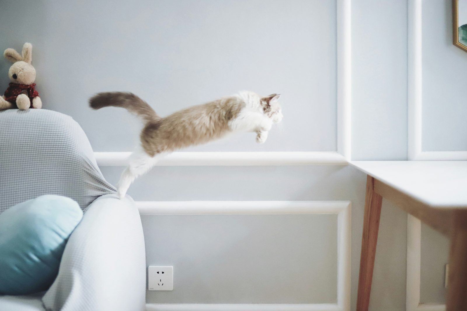 Chat crème et blanc en plein saut depuis un canapé, intérieur lumineux aux tons pastel