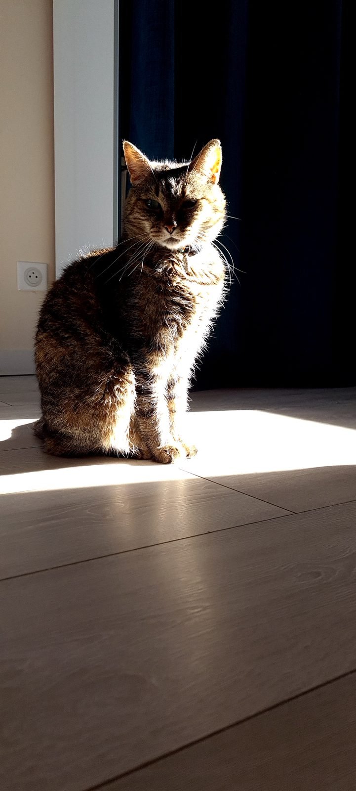 Chatte tigrée allongée dans une tache de soleil sur un parquet clair, regardant l’objectif