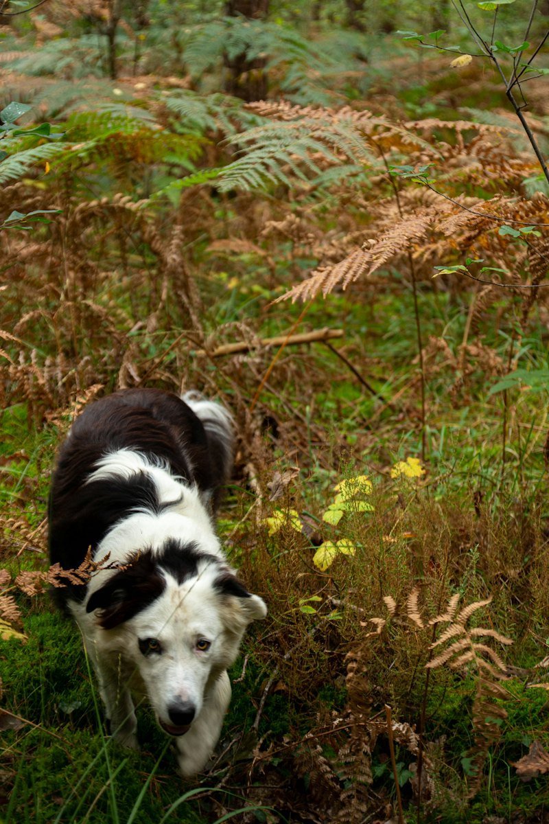 Border collie marchant attentivement dans une forêt de fougères