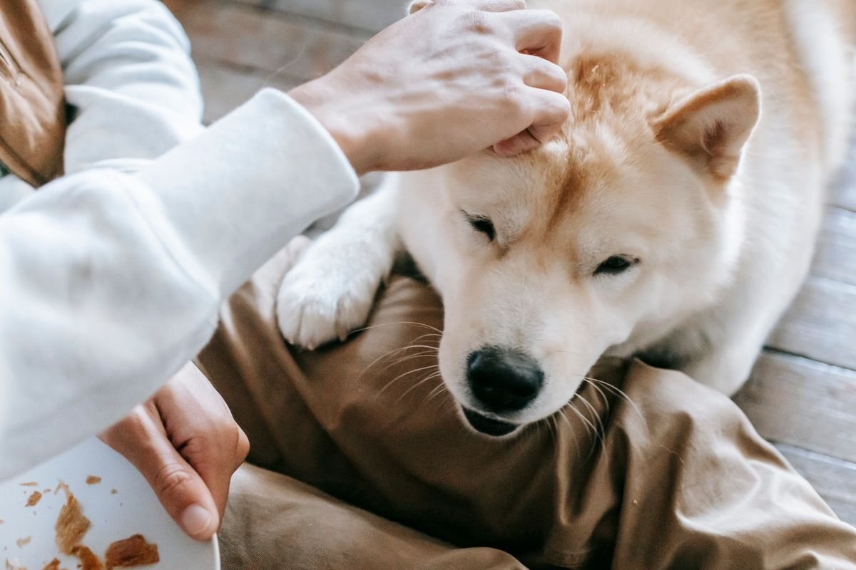 Main posée sur la tête d’un chien calme, allongé au sol