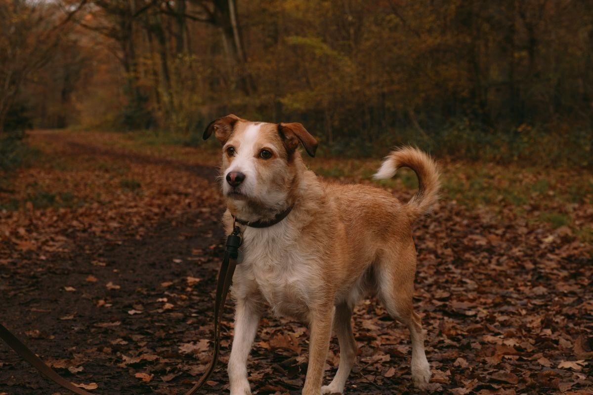 Chien brun en laisse dans les feuilles dorées de l’automne