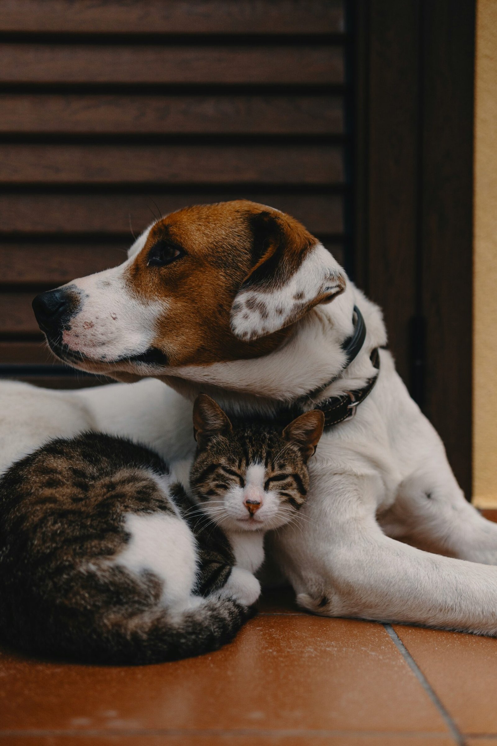 Un chien couché avec un chat endormi blotti contre lui