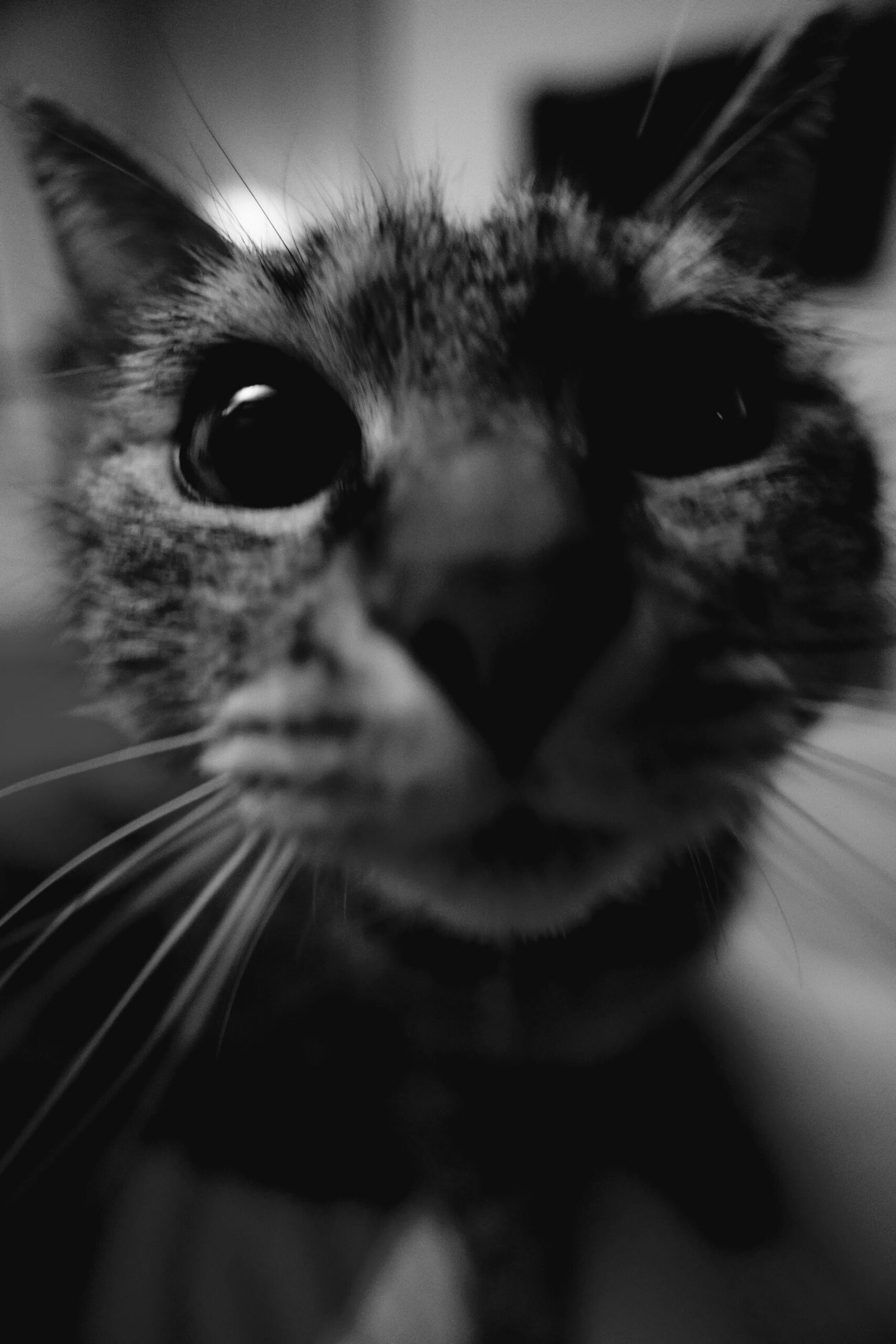Portrait en noir et blanc d’un chat tigré