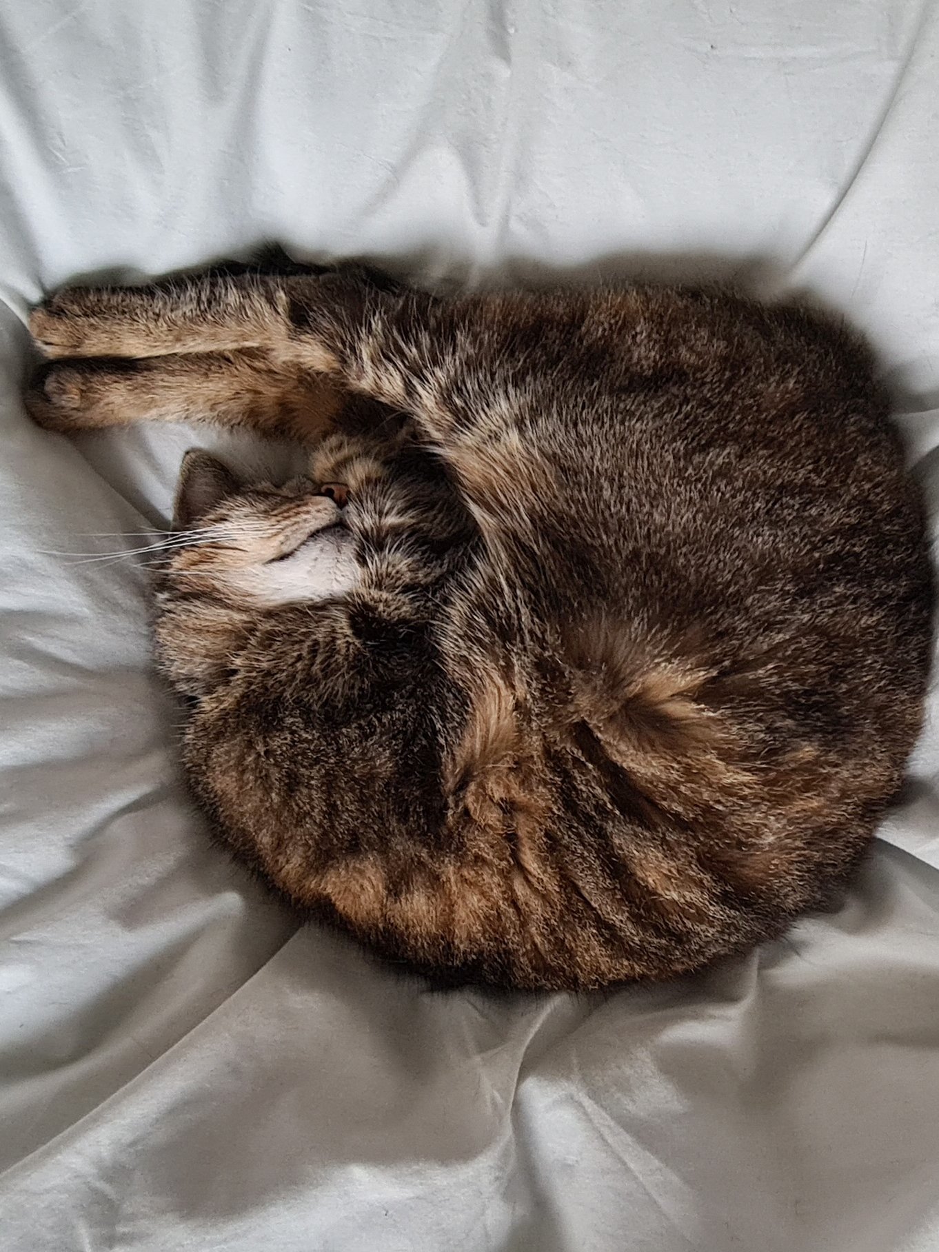 Chat roux enroulé dormant sur un lit de draps blancs
