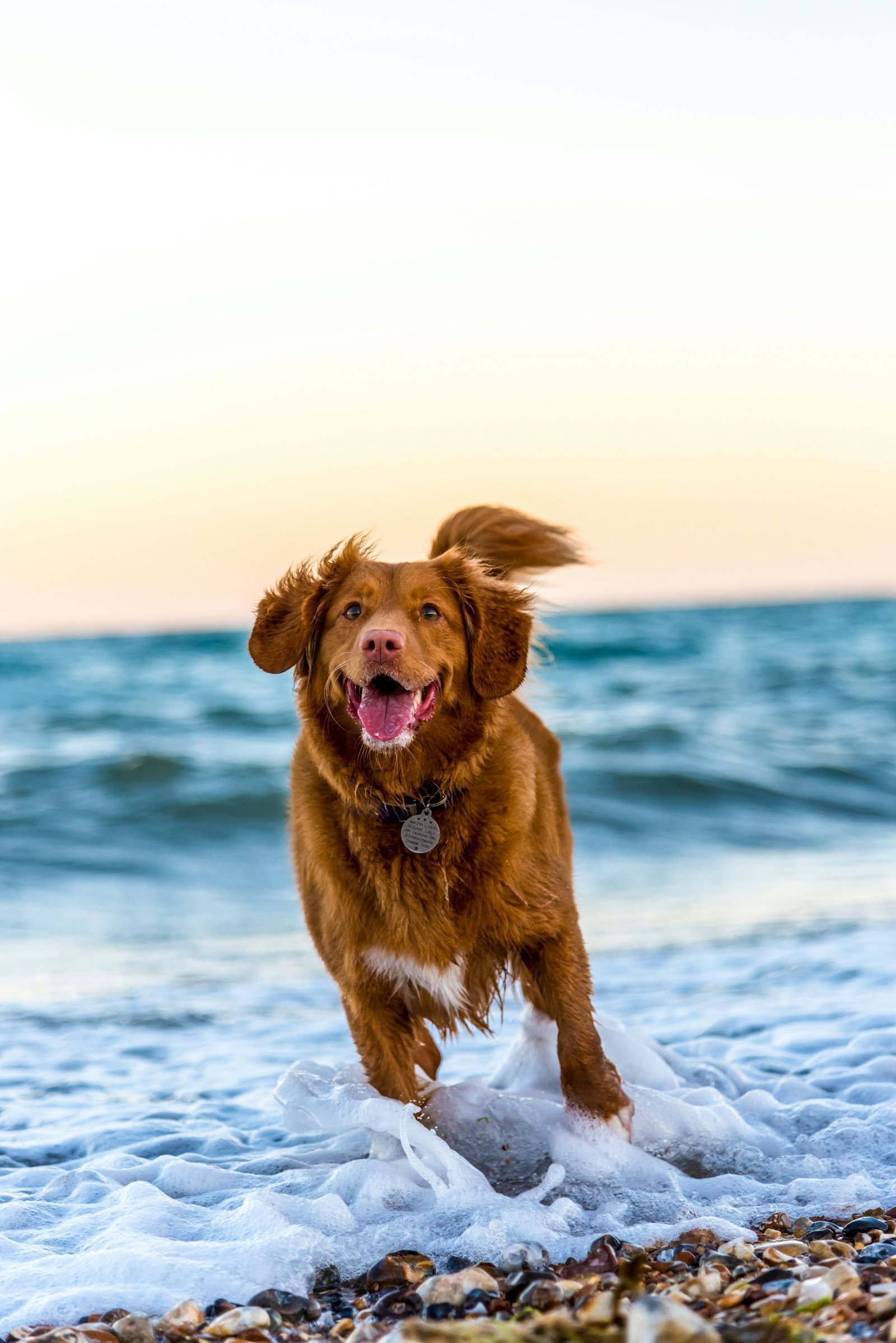 Chien courant dans l'écume au bord de la mer