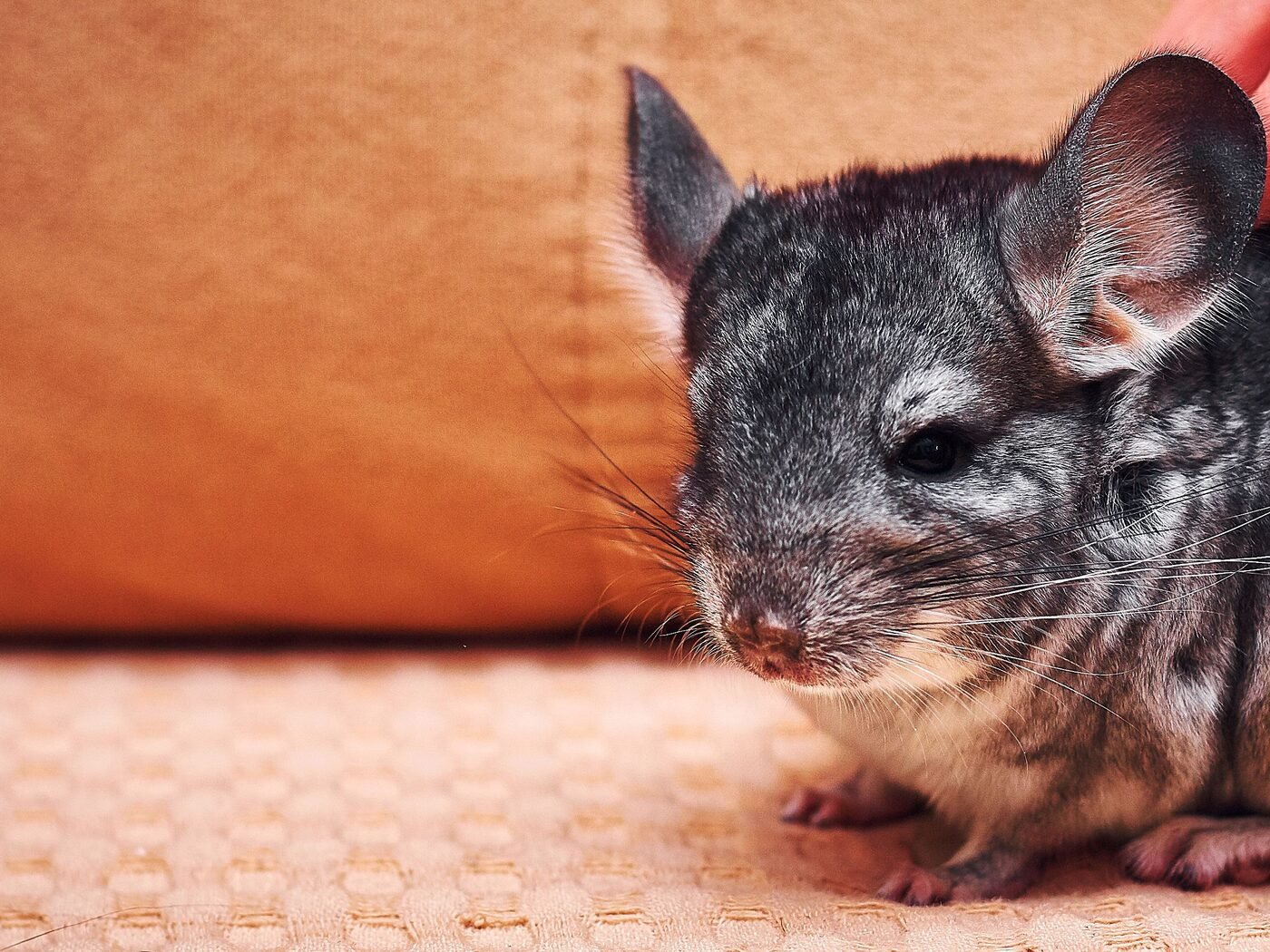 Chinchilla posé sur un tissu, regard vers l’objectif