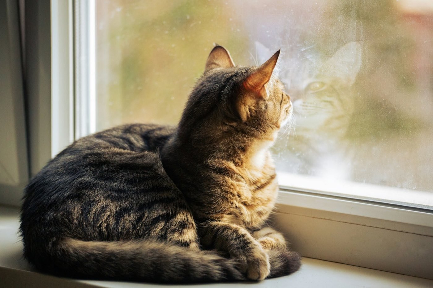 Chat observant par la fenêtre, bien au chaud à la maison