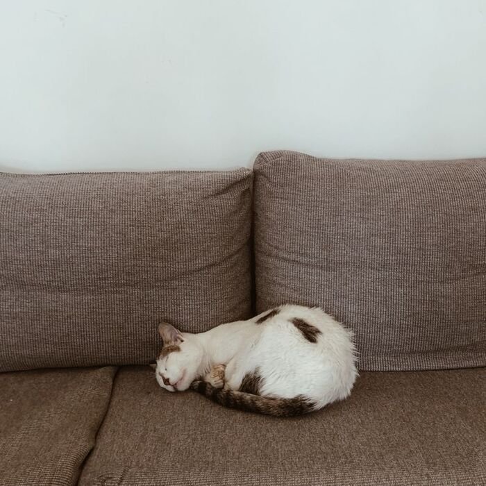 Le journal du jour : Minette détendue sur son canapé