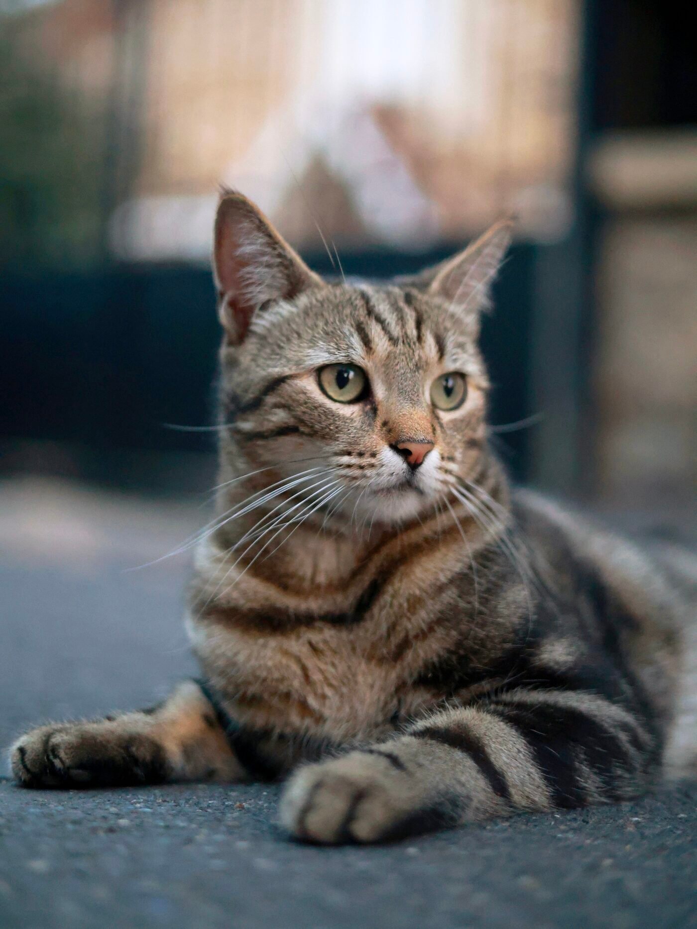 Lips, chat tigré allongé sur le bitume, pattes avant étendues