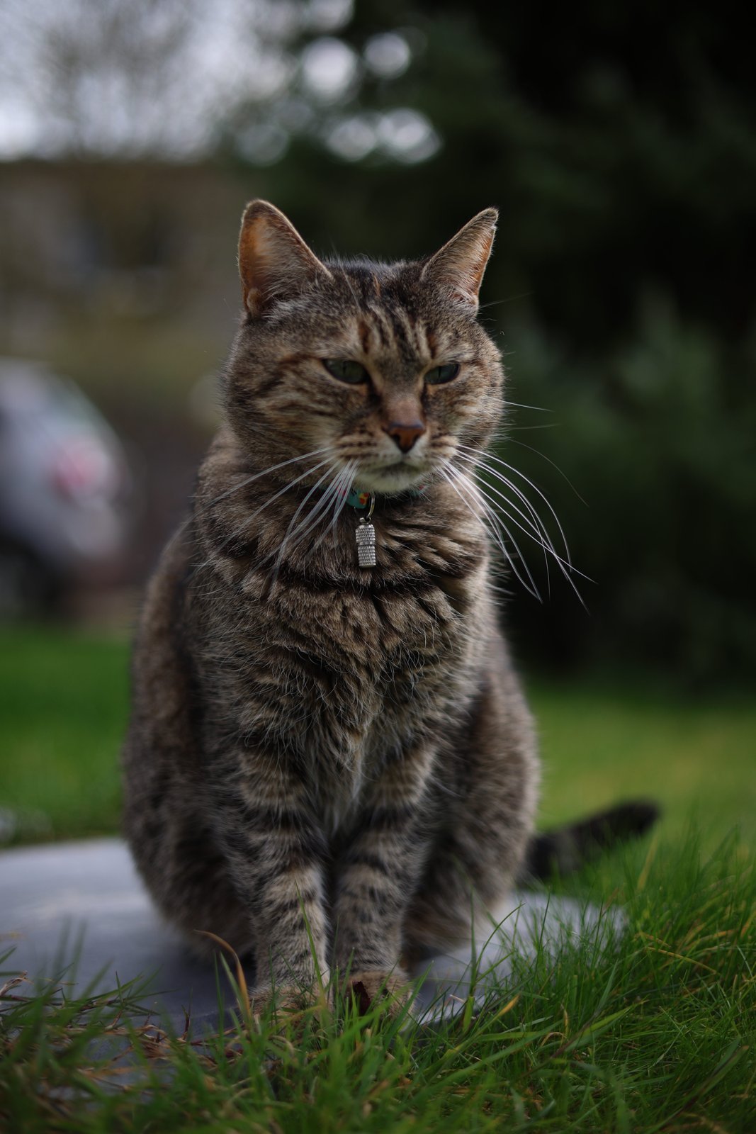 Minette assise sur la table du jardin, arbuste en arrière-plan