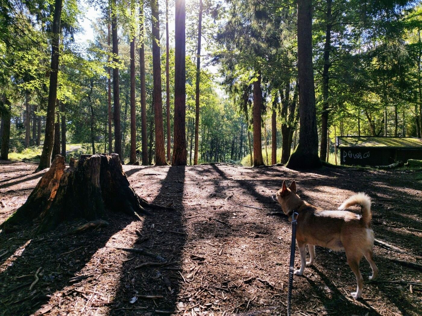 Chien en laisse sur un sentier de forêt ensoleillée
