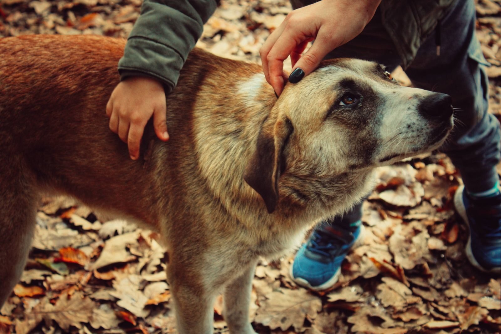 Mains caressant un chien dans les feuilles d’automne