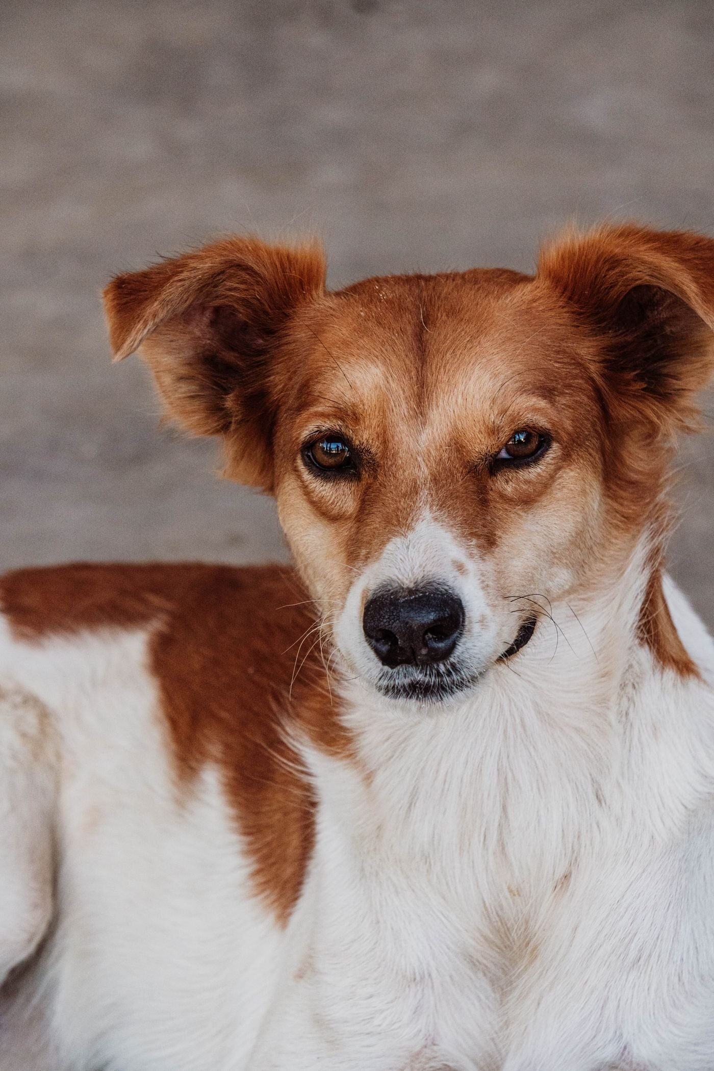 Portrait doux d’un chien brun et blanc, regard vers l’objectif