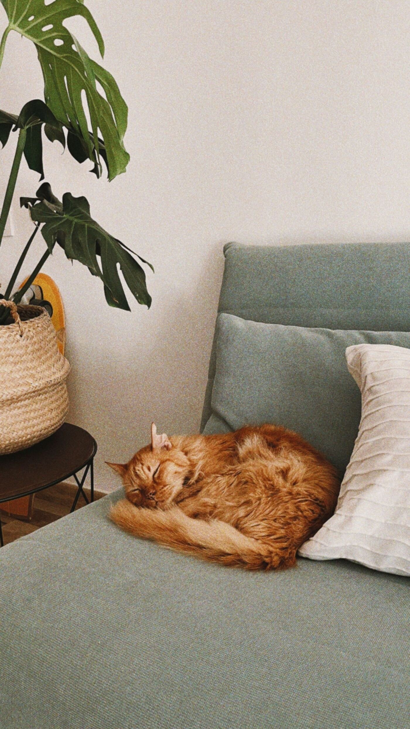 Chat roux endormi sur un canapé vert, à la maison
